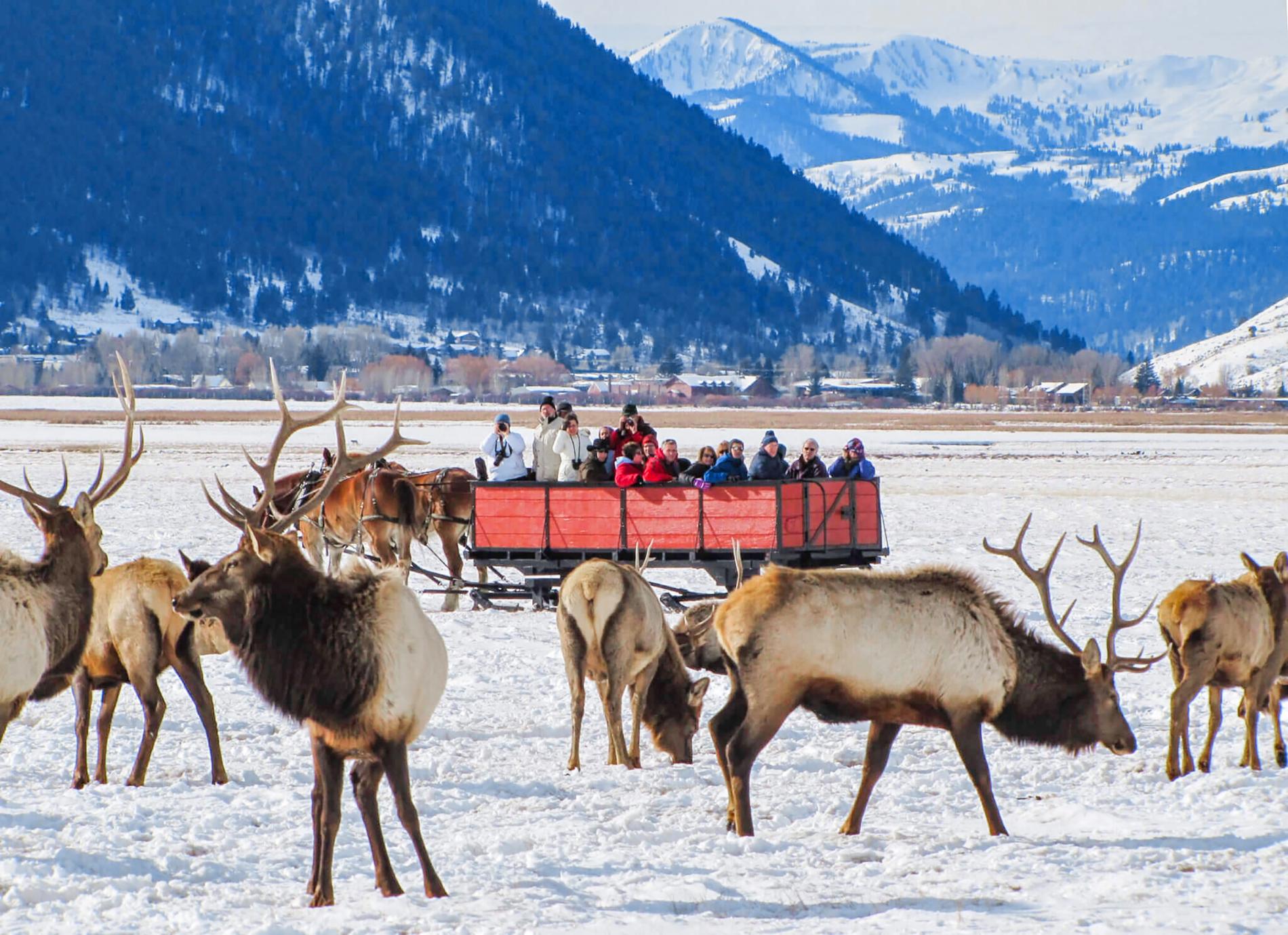 冬季] 5天4夜黄石国家公园之旅：滑雪＆大提顿国家公园| 盐湖城- KKday