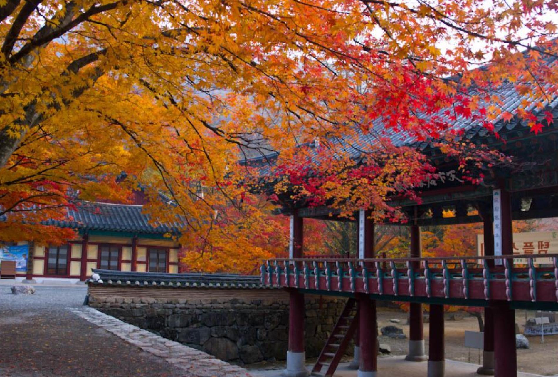 2 Day Tour From Busan Jeonju Hanok Village Jeonju Hanji Paper Museum Naejangsan National Park Kkday