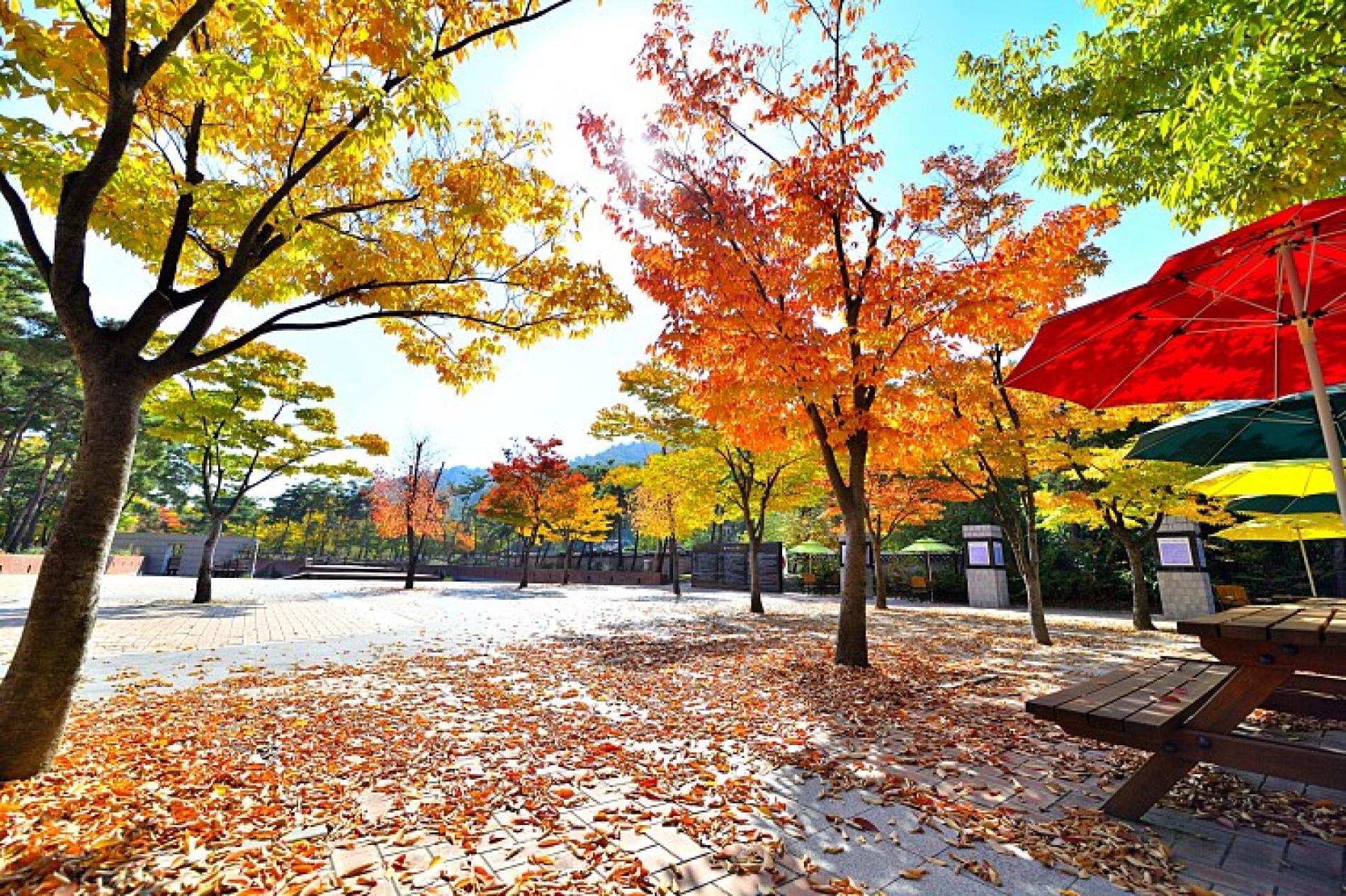 Tour Ngắm Lá Thu Tại Công Viên Incheon Grand Park, Jayu, Wolmi, Làng Cổ  Tích Songwol-dong Và Chùa Jeondeungsa - KKday