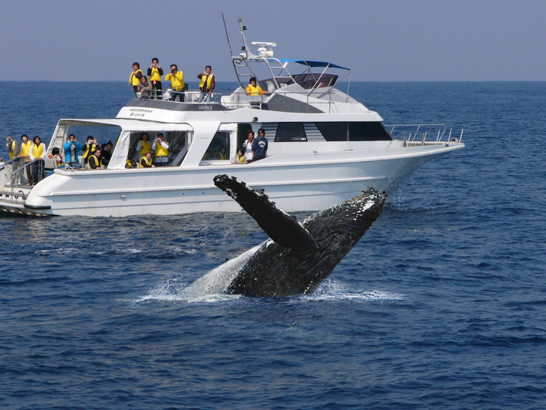 Half-Day Tour from Okinawa: Naha Whale Watching - KKday
