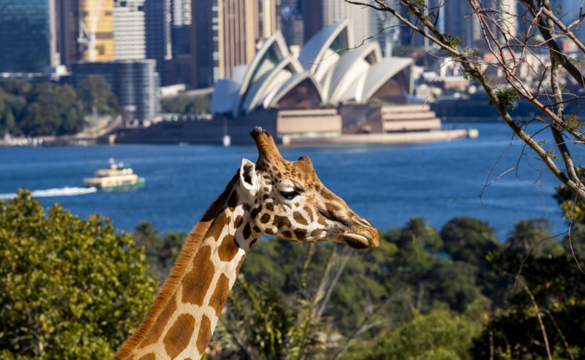 Taronga Zoo Sydney Ticket | Sydney Australia - KKday