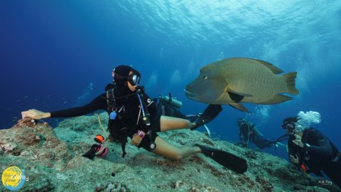Palau｜Certified Scuba Diving Private Package｜Blue Corner Waters &amp; Oolong Waters &amp; Shipwreck｜Downtown Pickup・Chinese, English and Japanese Service