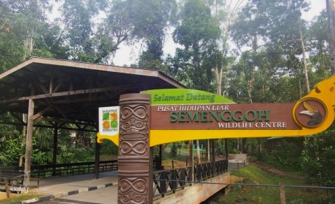 Semenggoh Orangutan Center Half-Day Tour with Hotel Transfer | Malaysia