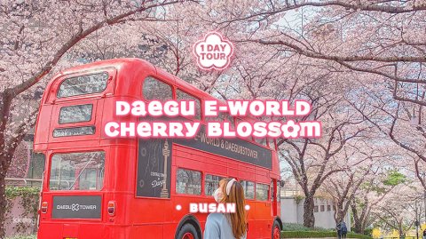 Daegu E-World Cherry Blossom Day Tour  (from Busan) | Korea