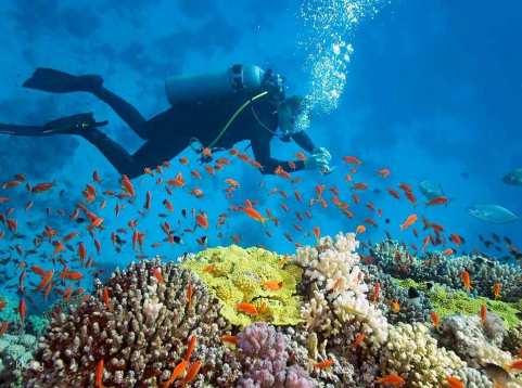 Private Tour: Nha Trang Scuba Diving Experience at Hon Mun Coral Reef | Vietnam