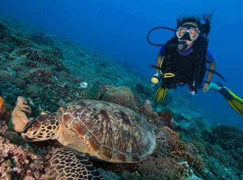 Scuba Diving Experience for Certified Divers at Nusa Lembongan and Nusa Penida | Bali