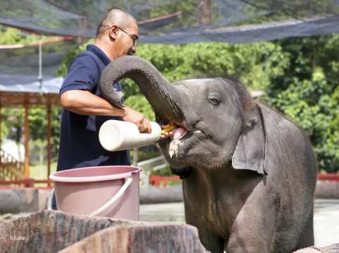 Elephant Sanctuary & Aborigine Settlement Shared Day Tour from Kuala Lumpur | Pahang, Malaysia