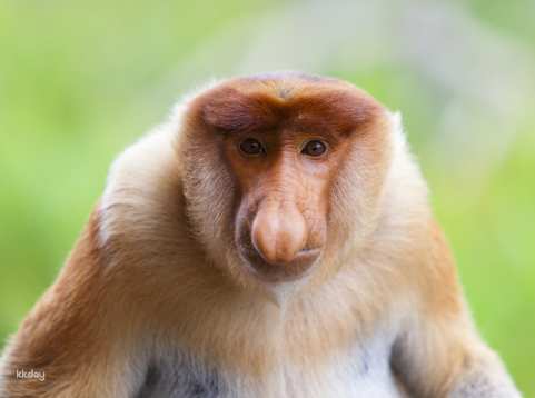 Klias River Proboscis Monkeys & Fireflies Safari Cruise Tour with Hotel Transfer & Traditional Malay Dinner | Kota Kinabalu, Sabah