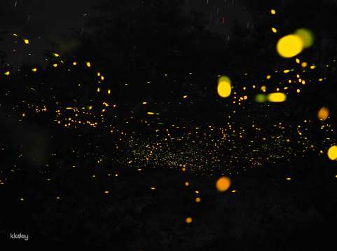 Kuala Selangor Fireflies Tour with Add-On Seafood Dinner from Kuala Lumpur | Malaysia