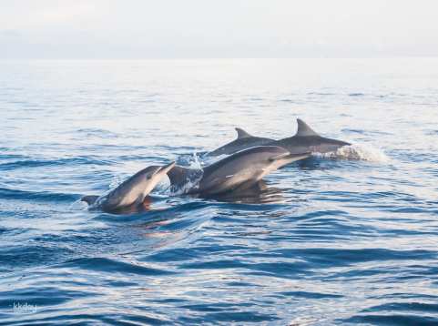 Lovina Sunrise/Sunset Dolphin Watching, Snorkeling and Waterfall Tour
