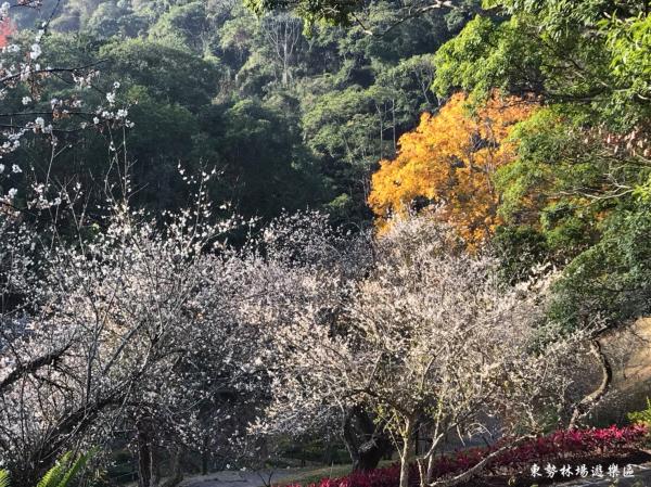 Dongshi Forest Farm & Aliang Mushroom Garden Walking Day Tour|Departure from Taichung