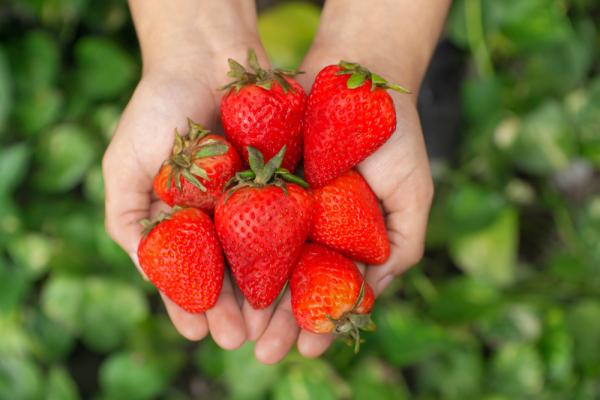 Taipei Neihu Donglin Strawberry Farm | Strawberry Picking & Handmade Natural Strawberry Jam & Farmhouse Lunch & Strawberry Cheese | Strawberry Season