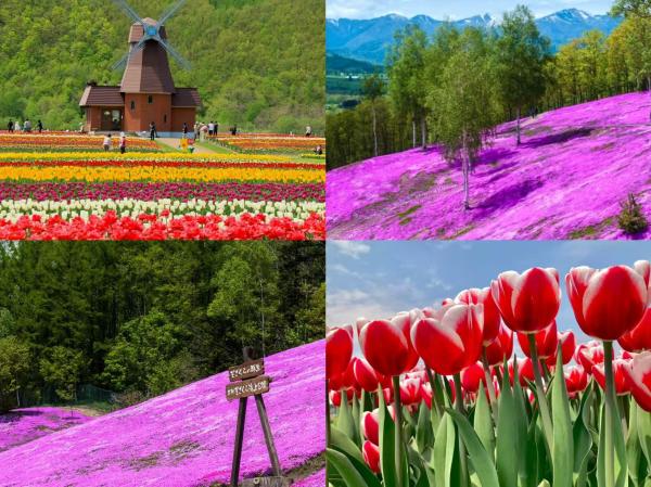 Hokkaido Spring Flower Viewing Day Tour|Fairy Tale Village - Takinoue Shibazakura Park & Kamiyubetsu Tulip Park with Rainbow Tulips|Departure from Sapporo
