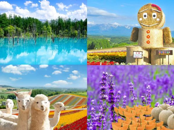 北海道富良野一日遊|富田農場、四季彩之丘、青池、北海道特色自助餐(可加選哈密瓜吃到飽)|札幌出發【中英文導遊】