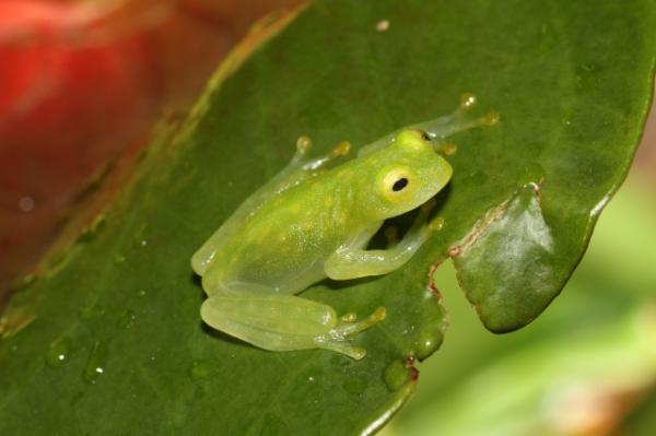 Get as much as JP¥200 off ! | KawaZoo Frog House Admission Ticket / Mutual Admission Ticket | Shizuoka, Japan