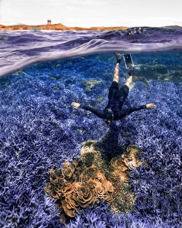 Penghu Day Tour|Dive into the Lavender Forest Double Dive Site|Rose Garden & Lavender Forest Snorkeling & Xiji Blue Cave Cruise