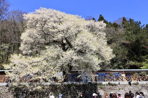 新竹|雪覇観霧林・観霧桜王・野馬山歩道・張学良故居日帰りツアー|台北・桃園・新竹・台中発