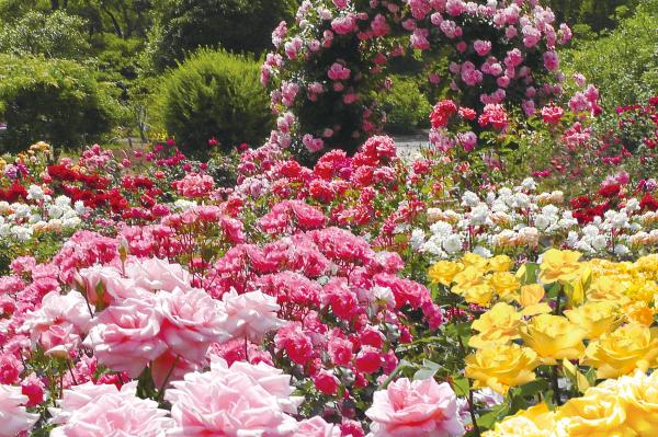 【事前購入でお得】あしかがフラワーパーク 入園チケット(栃木・足利)