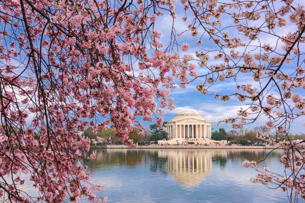 【2026年 全米桜祭り】ワシントンD.C.発半日ツアー:ジェファーソン記念館、イーストポトマック公園、ユニオンマーケット
