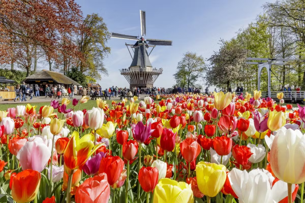 キューケンホフ公園 入場チケット 世界最大級のチューリップ花畑(オランダ)