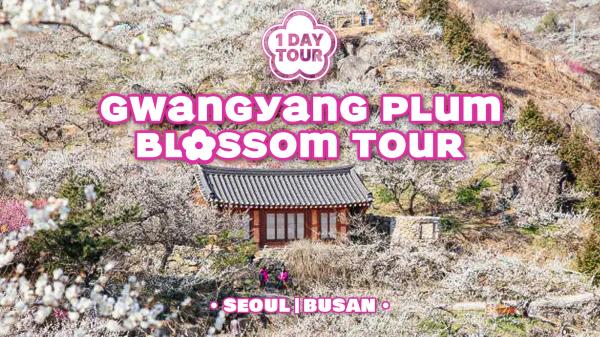 [30% OFF | Spring 2026] Gwangyang Maehwa Festival in Jeollanam-do & Jeonju Hanok Village / Gurye Sansuyu Festival: 1-Day Tour (Departure from Seoul/Busan)