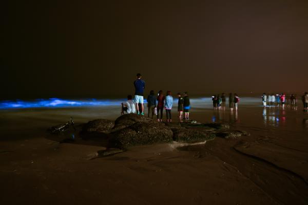 【無購物】金門夜間導覽 | 夜尋藍眼淚 & 金門大橋 | 2 - 5 月限定