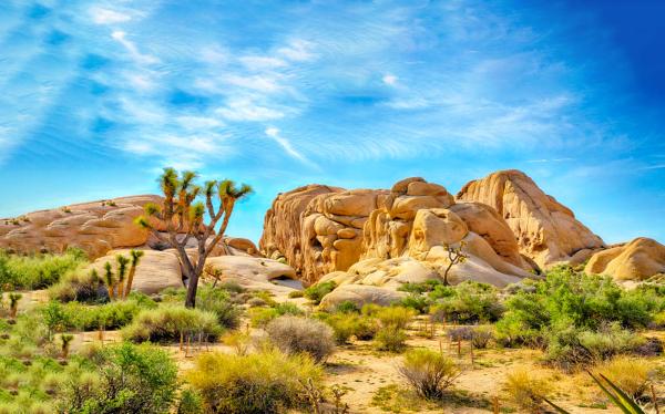 约书亚树国家公园和理查德尼克松图书馆与博物馆 | 洛杉矶出发 1 日游