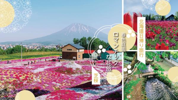 [Hokkaido Spring Limited Time Offer] One-Day Tour of Two Major Gardens: Shibazakura & Tulips | Mishima Shibazakura Park & ​​Yotei Mt. Naomi Park & ​​Takino Suzuran Hill Park & ​​Jozankei (Lunch Optional) | Departing from Sapporo