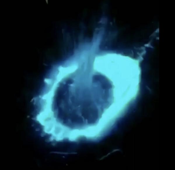 코타키나발루 정글 반딧불 투어+씨푸드 식사 (한국어 가이드/무료 공항샌딩)