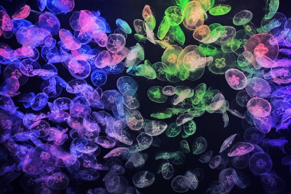 Hong Kong Ocean Cube Discovery Center | Hong Kong’s first ocean experience center | 2-hour experience ticket. Day ticket to explore the museum|A great place for parents and children