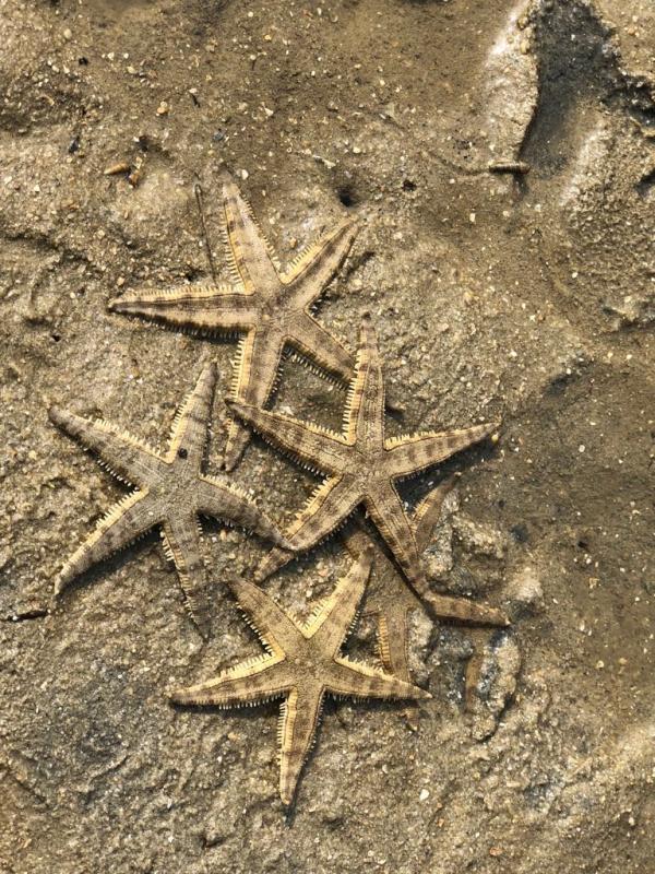 A Fun-Filled Eco-Friendly Family Trip | Tai Po Ting Kok Mudflats Starfish Exploration, Honey Farm, Mangrove Forest Firefly Night Watch | Great Family Getaway 2026