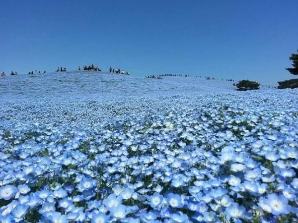 Ibaraki, Japan Day Trip | Hitachi Seaside Park, Kakko, and the Blue Butterfly Field, Oarai Isosaki Shrine, and Fukuroda Falls | Departing from Ginza, Tokyo