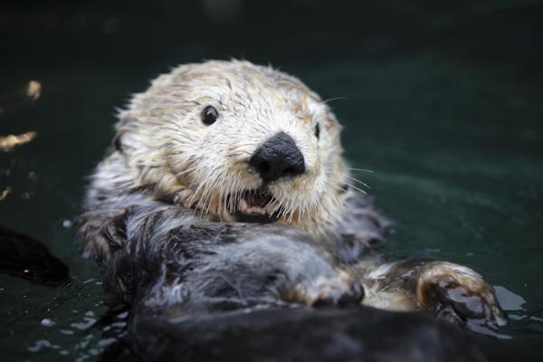 Vancouver Aquarium: Admission Ticket | Canada