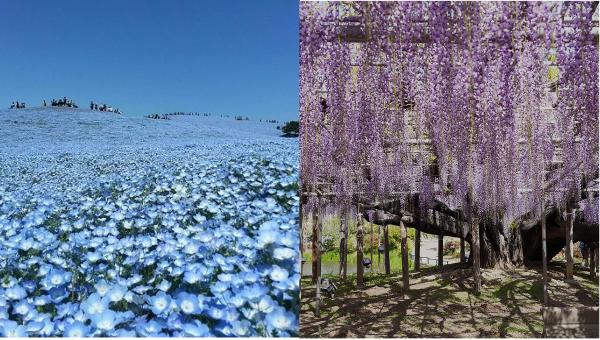 【含 1 人成團方案】日立海濱公園粉蝶花海&足利花卉公園紫藤花隧道賞花一日遊|東京銀座出發