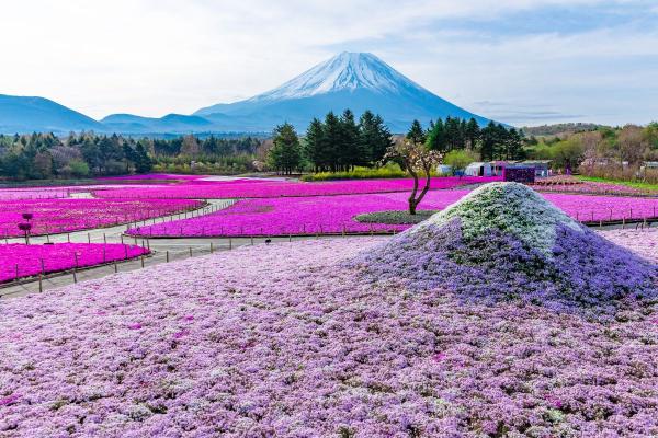 [Includes 1 person] Fuji Cherry Blossom and Fruit Picking Day Tour | Fuji Fifth Station Shibazakura Festival & Yamanashi Fuji Fruit Park Strawberry Picking | Departs from Shinjuku, Tokyo