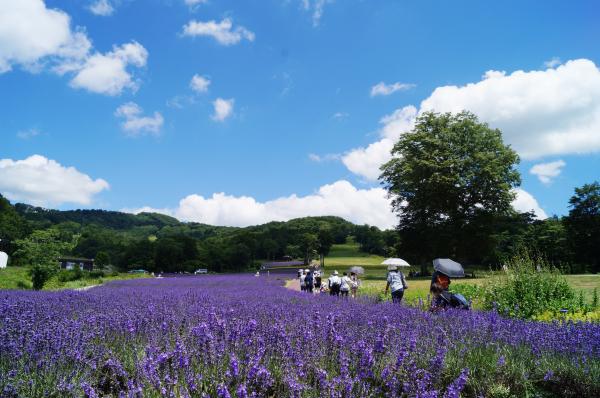 日本東京群馬體驗一日遊|夏季薰衣草/秋季賞楓+豪華松葉蟹宴+採果體驗|新宿出發
