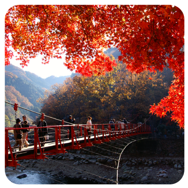 季節限定日帰りプラン:小貝山永保寺、四季の桜、香嵐渓の紅葉、蒲郡フルーツ狩り体験、豊川稲荷千本狐岩見学、岡崎三井アウトレットショッピング(複数オプションA/B/C)|名古屋発着往復