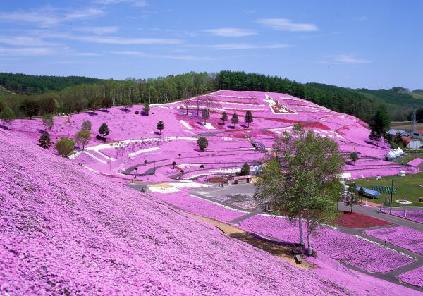 Eastern Hokkaido Flower Fields 2-Day Tour: Higashimokoto Shibazakura Park & Kamiyubetsu Tulip Park with Accommodation at New Akan Hotel or Hotel Gozensui (Departure from Sapporo) | Japan