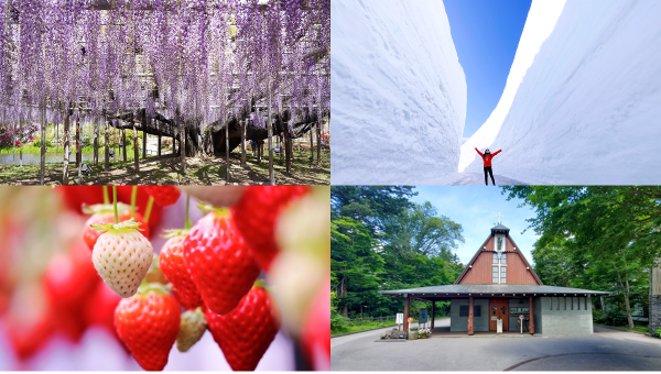 Kurobe Tateyama Snow Wall & Wisteria 3-Day Tour | Tateyama Kurobe Alpine Route Big Snow Valley & Ashikaga Flower Park Wisteria Tunnel & Hida Takayama Old Town & Karuizawa & Yamanashi Fuji Fruit Park Strawberry Picking & Arakura Sengen Park | Departing from Tokyo Shinjuku, Japan (includes six Tateyama Kurobe transportation tickets)