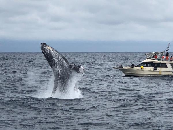 [기간 한정] 가시키 섬까지 크루즈를 타고 고래 관찰을 가실 수 있는 다양한 플랜 |