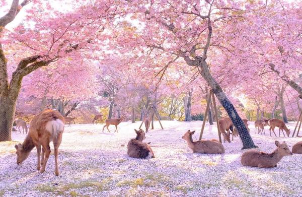 Nara Yoshino Mountain, Tsubosaka-ji Temple Great Buddha, and Nara Park Day Trip | Departure from Osaka (Bilingual Guide)