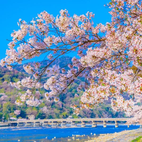 [One-day tour of Kyoto Arashiyama] Arashiyama Sagano train + Hozugawa rafting | Chinese service | Ticket included