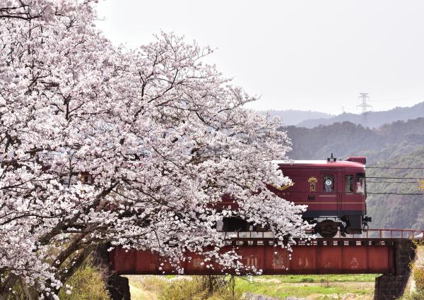 [Includes Single-Person Booking Option] Kyoto by the Sea One-Day Tour: "Spirited Away" Style Tango Akamatsu/Kuromatsu Sightseeing Train | Amanohashidate View Land & Kasamatsu Park | Departing from Osaka