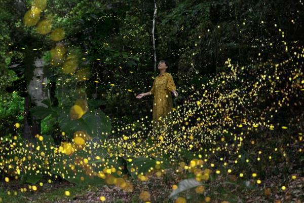 [March to May only] Natural illumination! Yaeyama firefly viewing tour reservations (Iriomote Island, Okinawa)