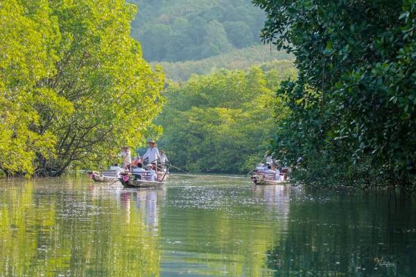 Koh Chang: Mangrove Forest Gondola Tour, Trat | Thailand