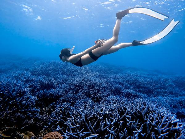 ランユ | 澎湖南海:紫ラベンダーの森と島を巡るアドベンチャー | シュノーケリング、フリーダイビング、​​マーメイドコスチューム体験、SUP体験、水中推進、島を巡るアドベンチャー