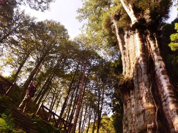 嘉義|アリババ登山鉄道レジャー3日間ツアー|登山道は全面通行可