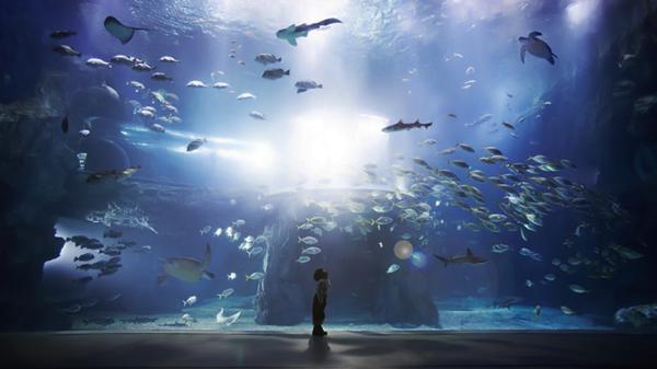 【【藍色海洋的傳說】韓國麗水水族館 Aqua Planet 海洋世界門票