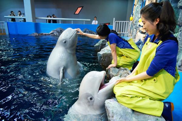 [Yeosu, South Jeolla Province] Hanwha Aqua Planet Admission Ticket + Helga Stentzel Yeosu Special Exhibition Discount Ticket (Foreigners Only)