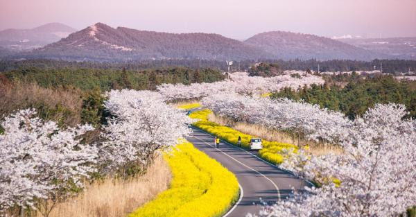 【【暢遊濟州】濟州島中英文私人導遊包車環島旅遊